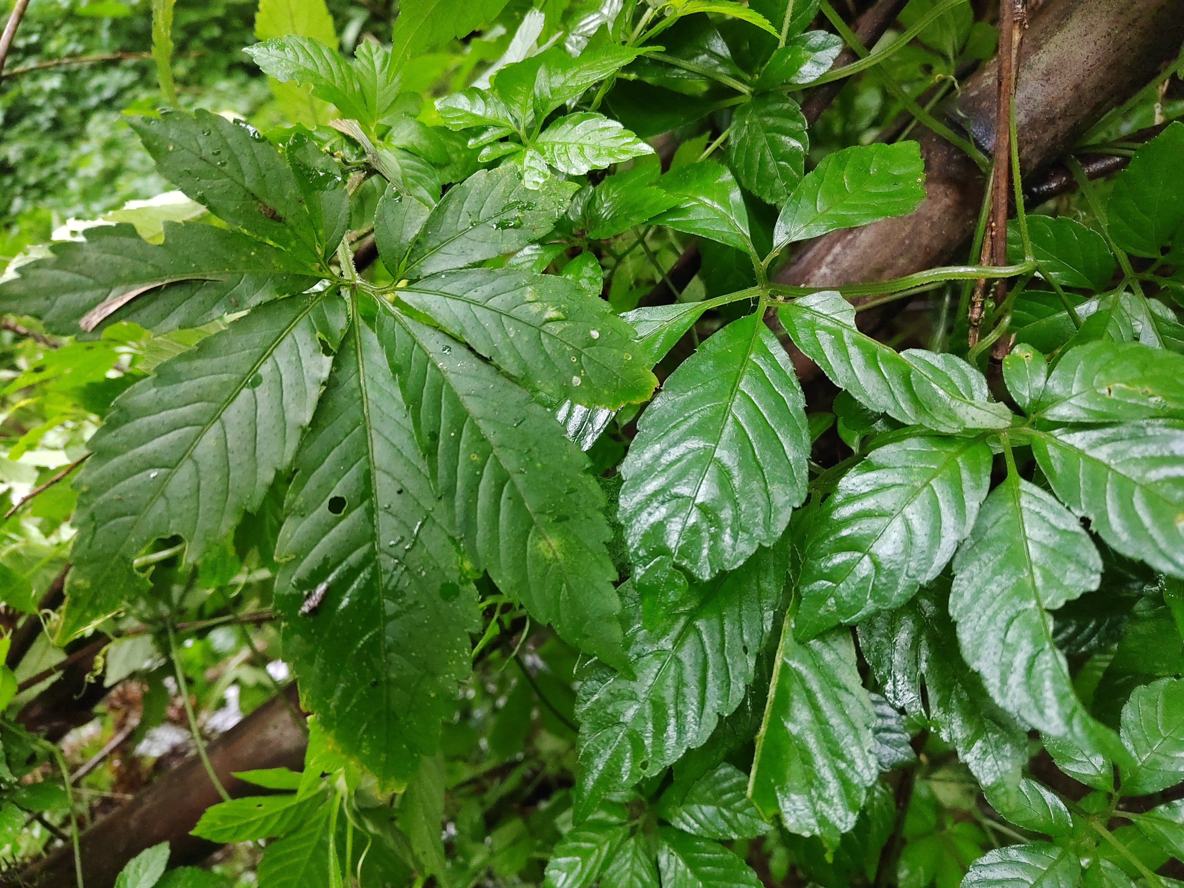 瑶山艳姐精选野生七叶绞股蓝