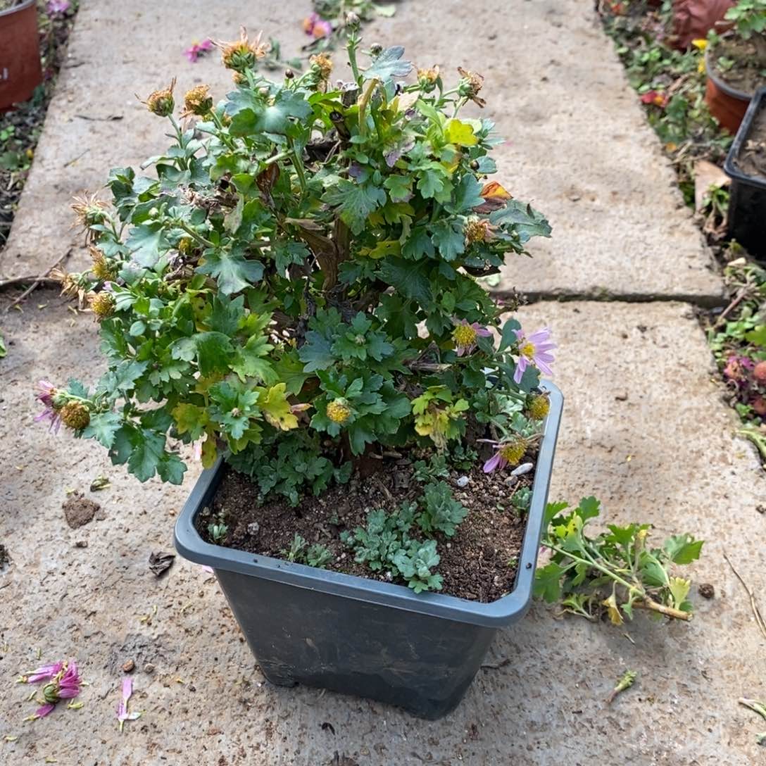 小***婆无花朵盆景盆景25