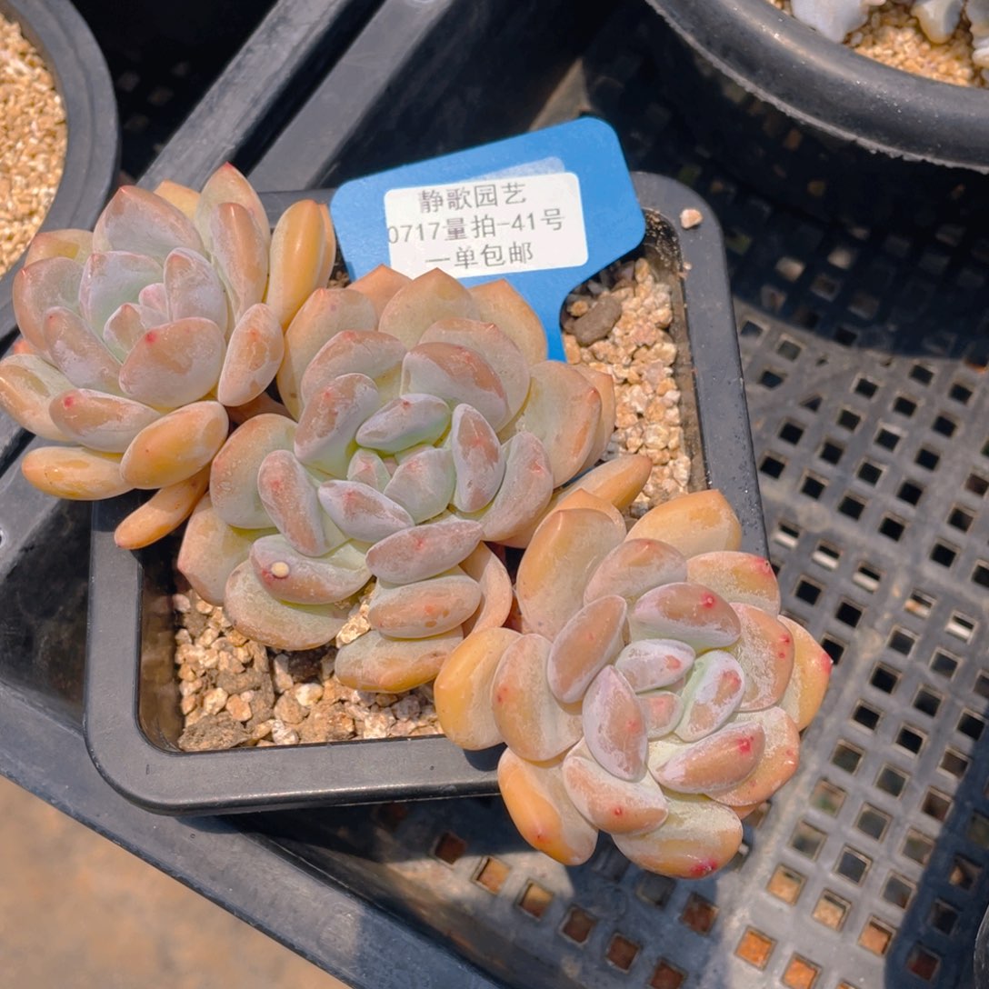 0717-41-香橙老桩一刻