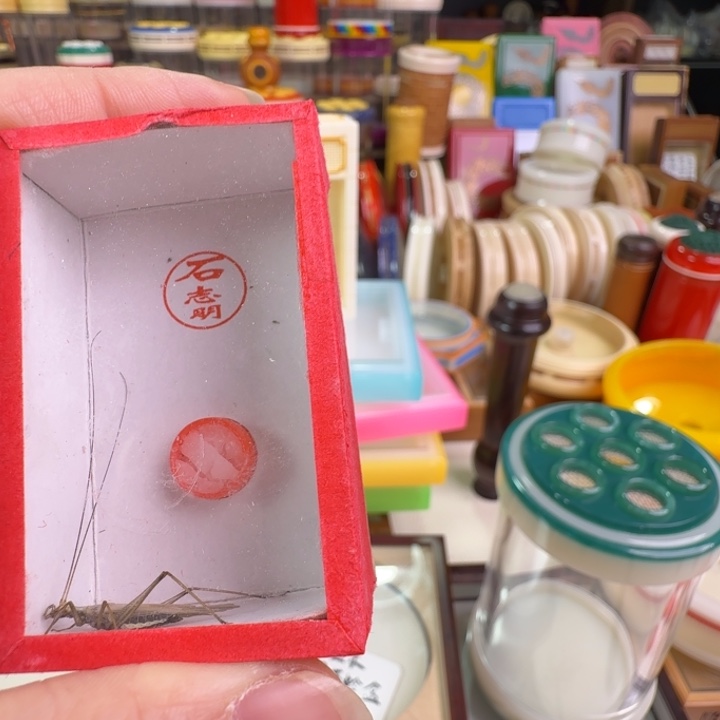 强***盗黑紫一只合适竹蛉