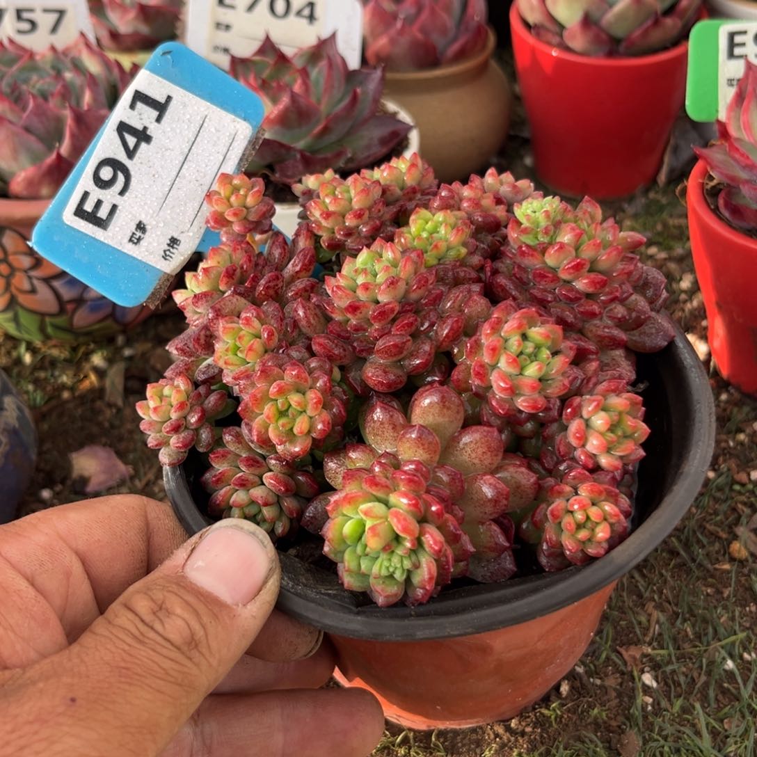 ?****转草莓甘露多肉植物941号