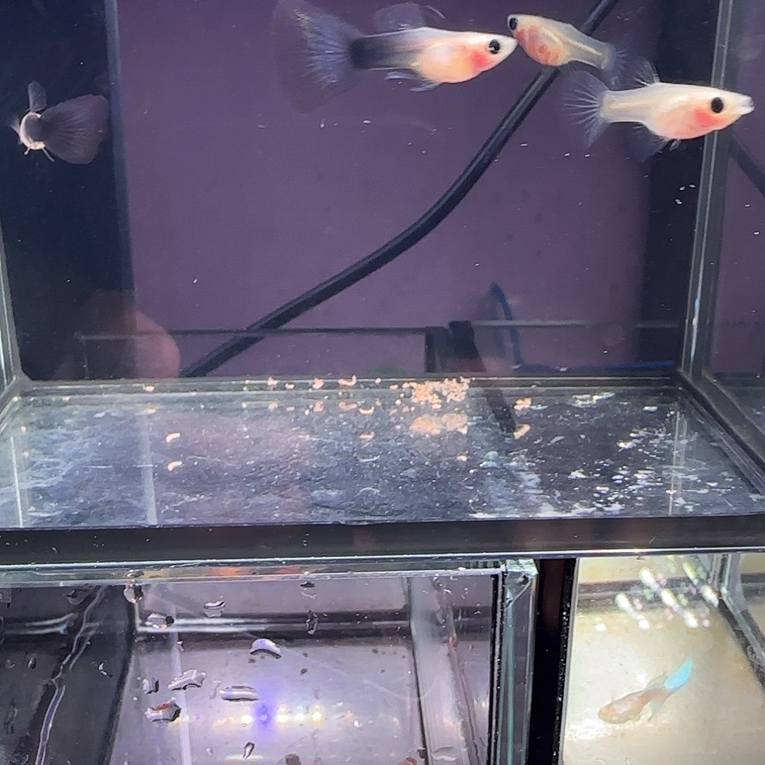 孔雀鱼蓝礼服玻璃猫两对！？