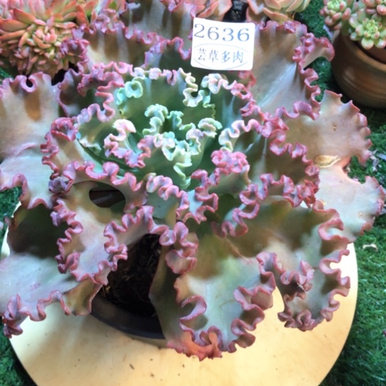 舞会红裙，2636，一物一拍