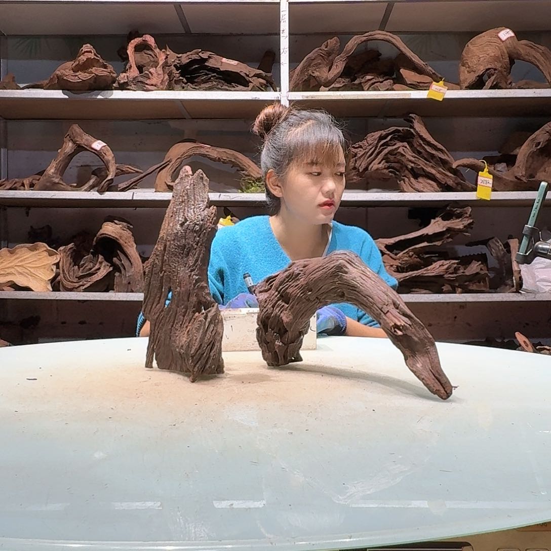 倍褚沉木不包损必褪色大*6605-2