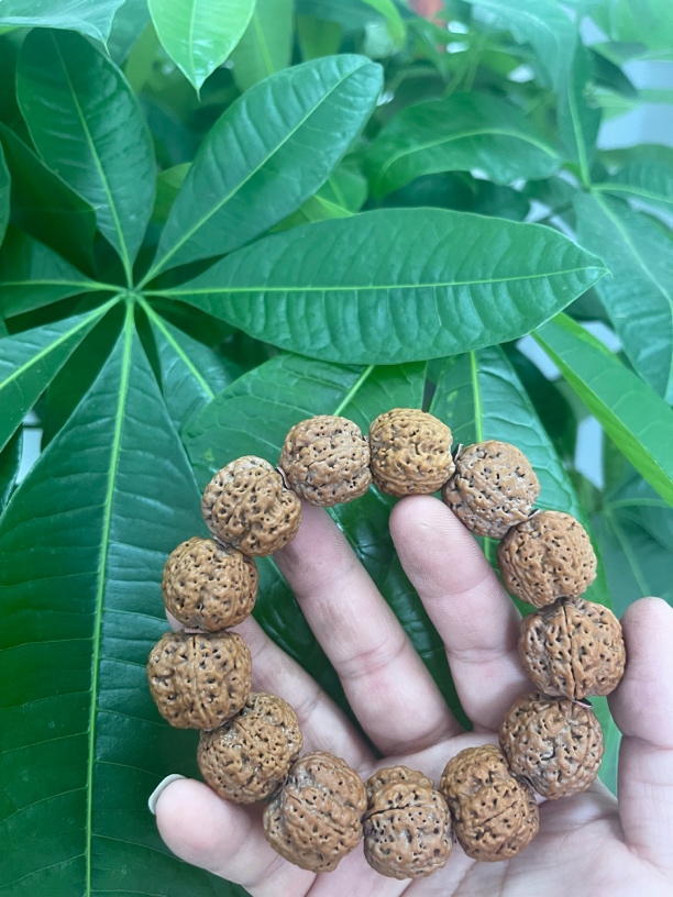 原生态蜂王大金刚菩提