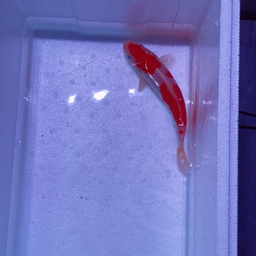 锦鲤直播专用链接