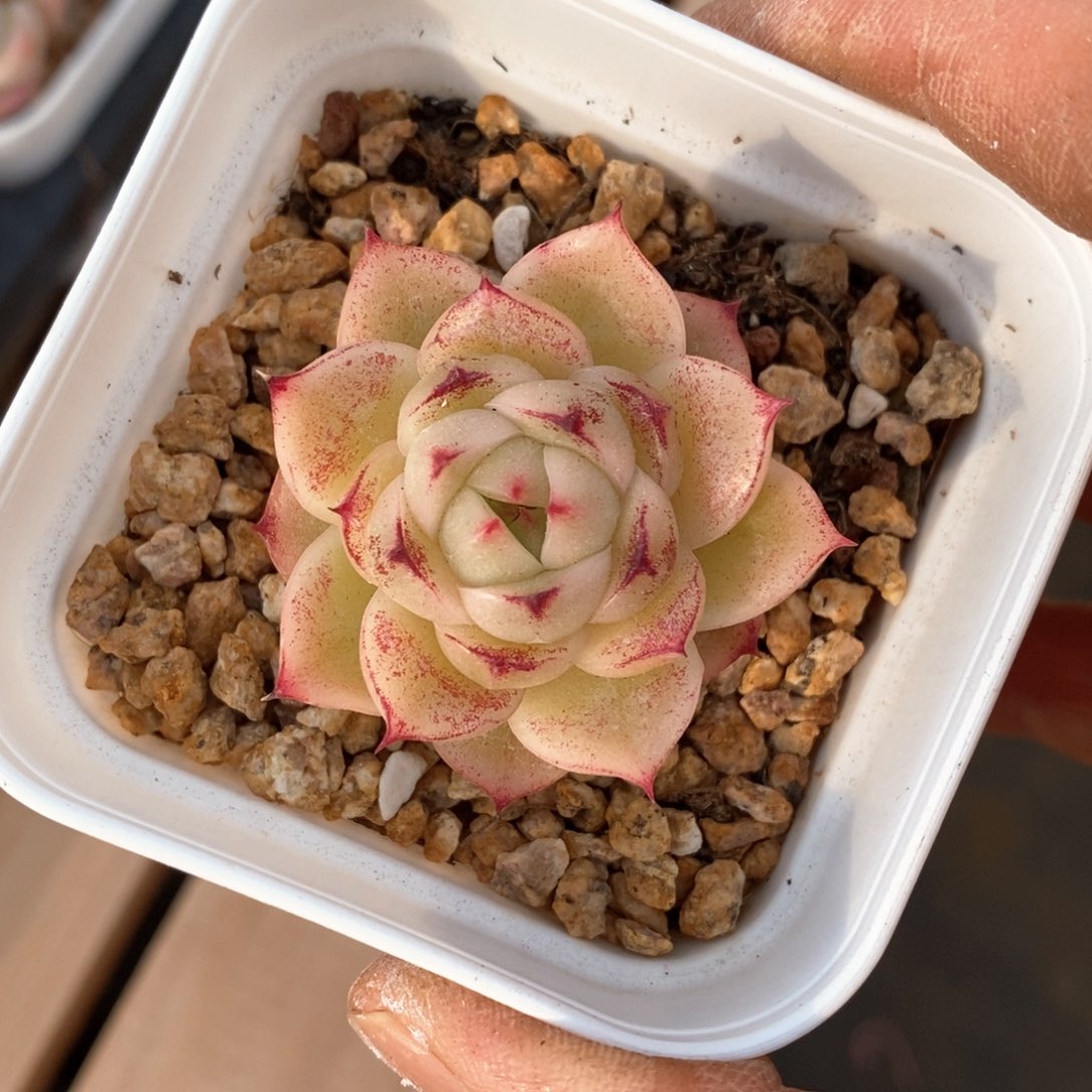 精品多肉一物一拍不包整36