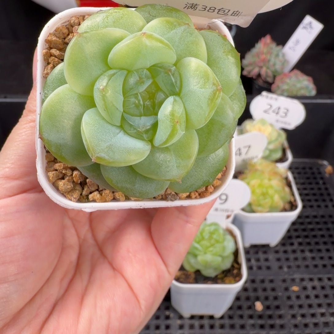 逍遥单头一颗250号