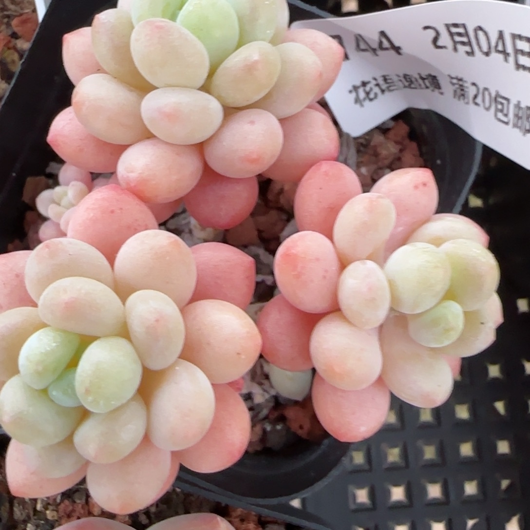 花语逸镜0204-744