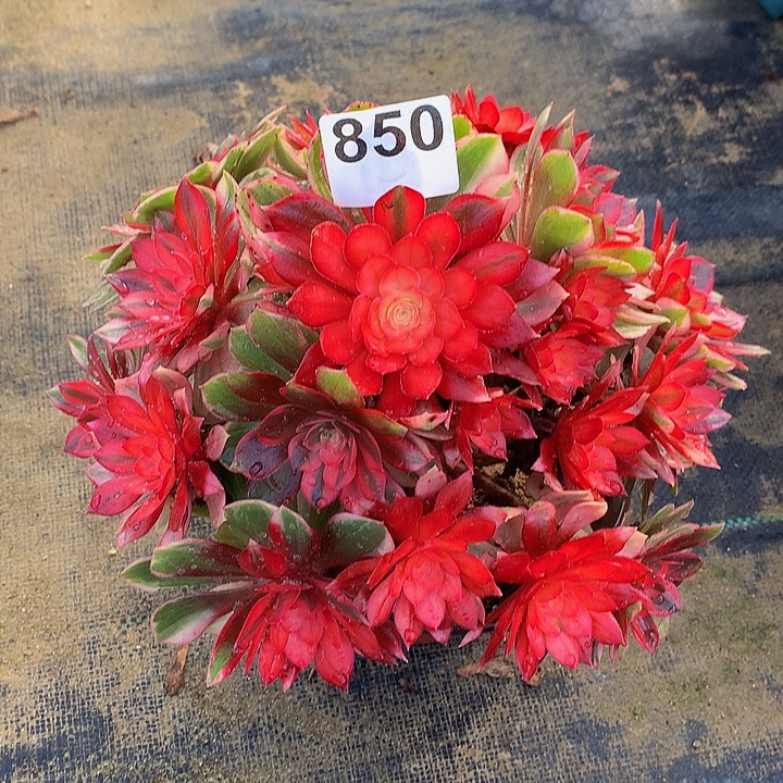 法师黑魔锦850000000