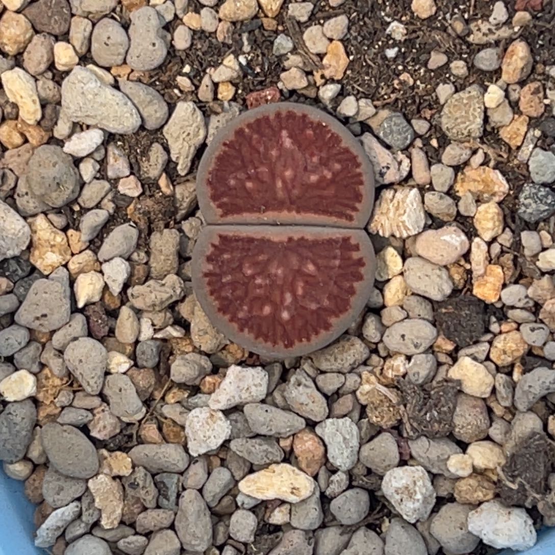 9730岛田红窗菊1尺2.0