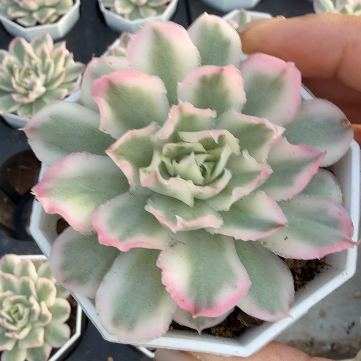 一颗的锦紫蝴蝶锦