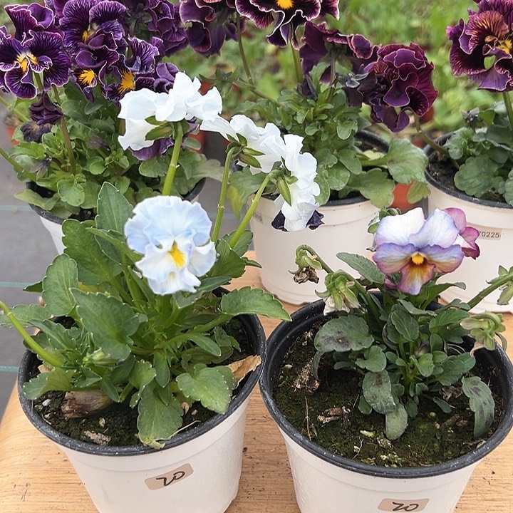 红陶抖音直播闪拍20