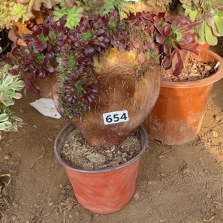 654欧紫缀化老板子