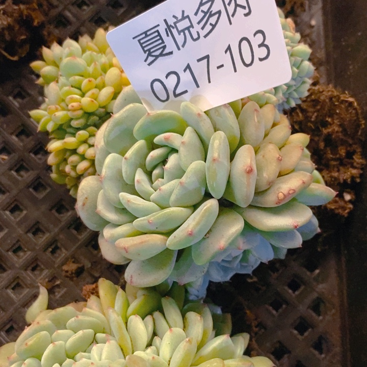 顺****缘夏悦多肉 0217-103白胖子缀