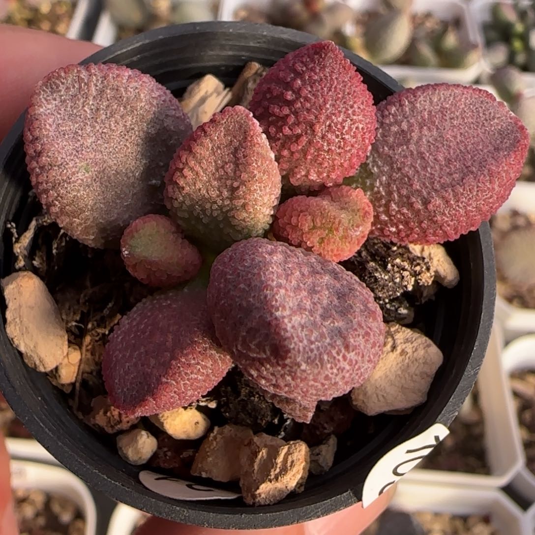 实生糖果水泡多肉植物