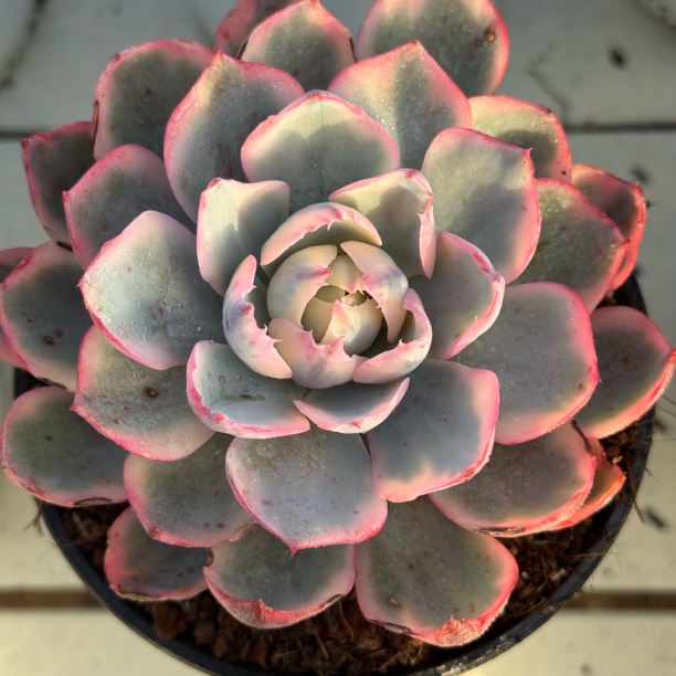 佑知煦园艺 阿美星锦 中高端景天科品种 90杯参考尺寸