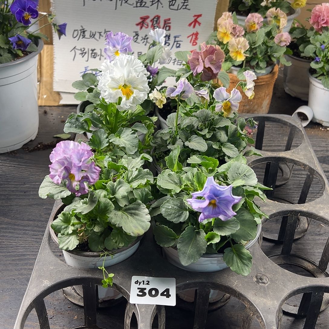 大部分花苞少量开放304号