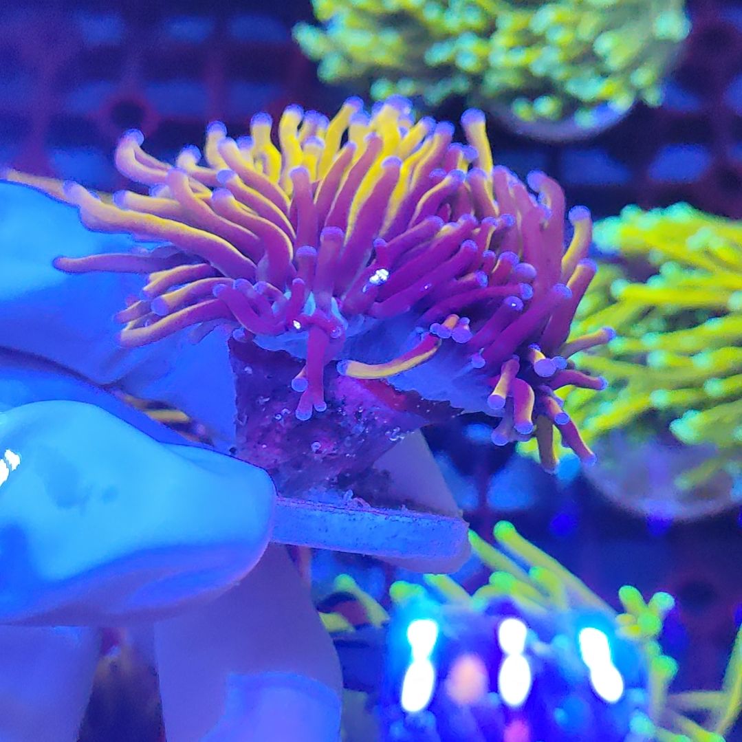 智海珊瑚不支持退货不包邮不到付接受下单