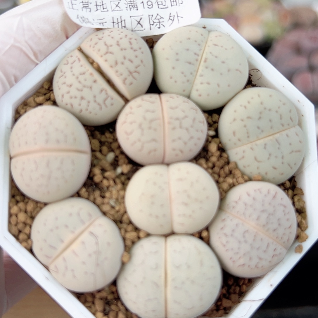 4544 好养易活生石花大母本