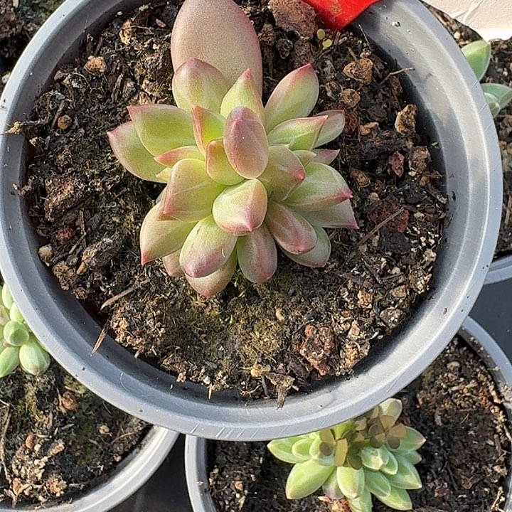 美人451多肉植物