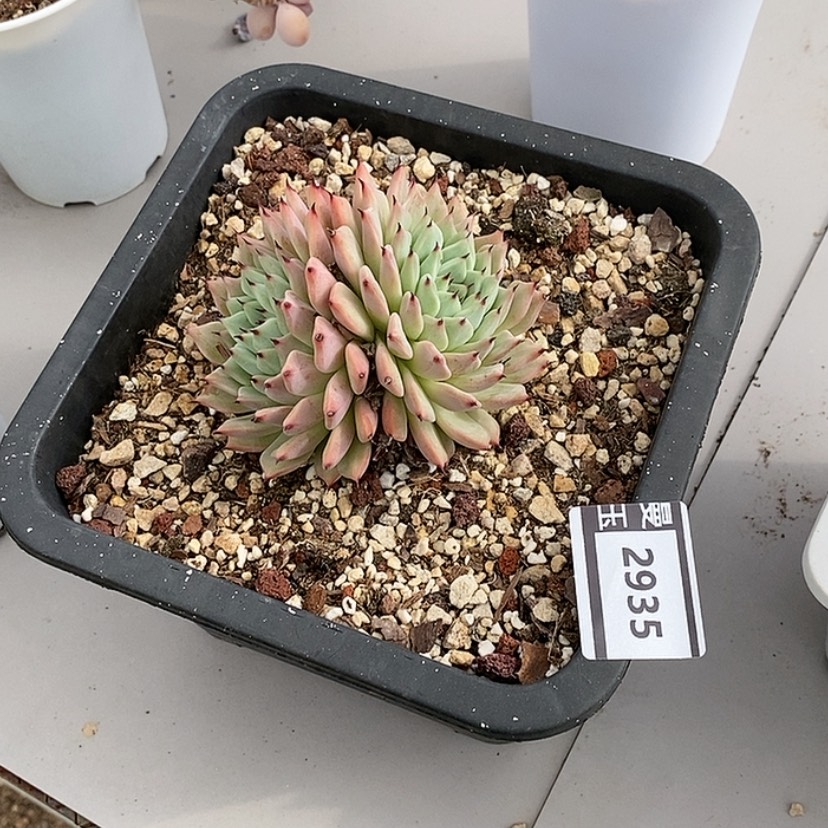 【闪购商品】绿爪2935