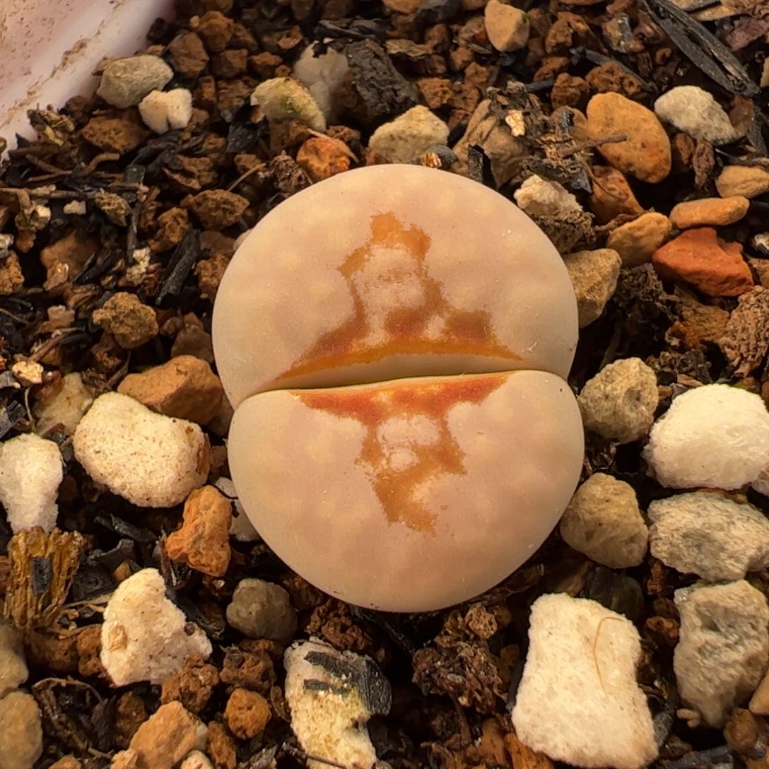 852多肉植物百科