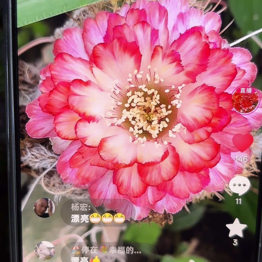 世界小姐丽花小小侧牙20包邮