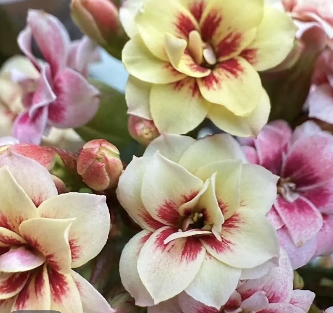 (梨花白/奶油猫眼）110盆长寿 稀有重瓣品种