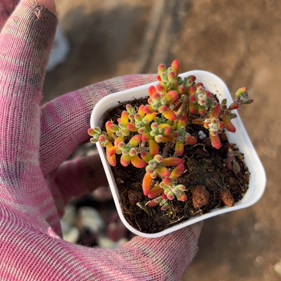 多肉植物植物植物营养液