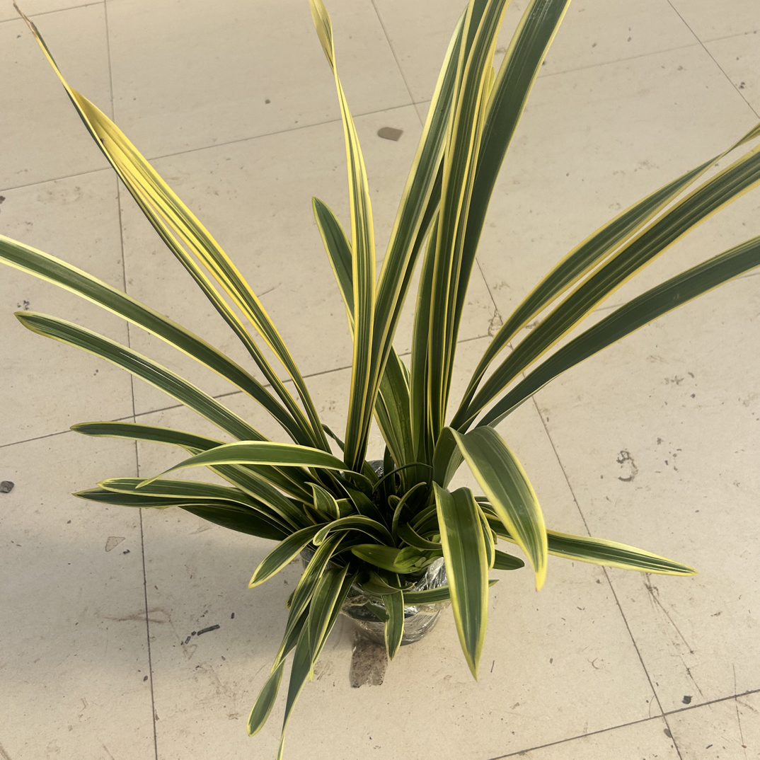 青苗大红袍盆栽绿植