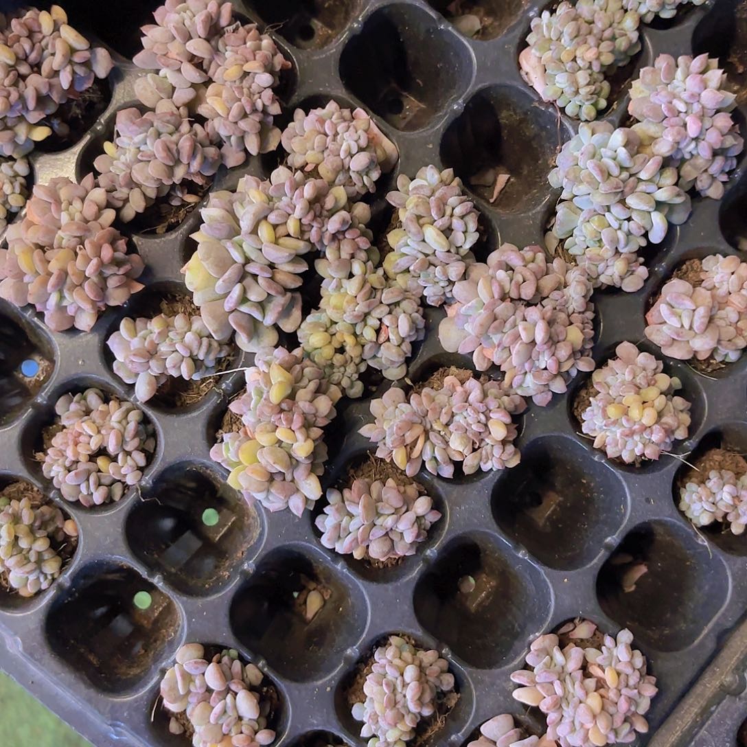 雪精灵缀一物一拍