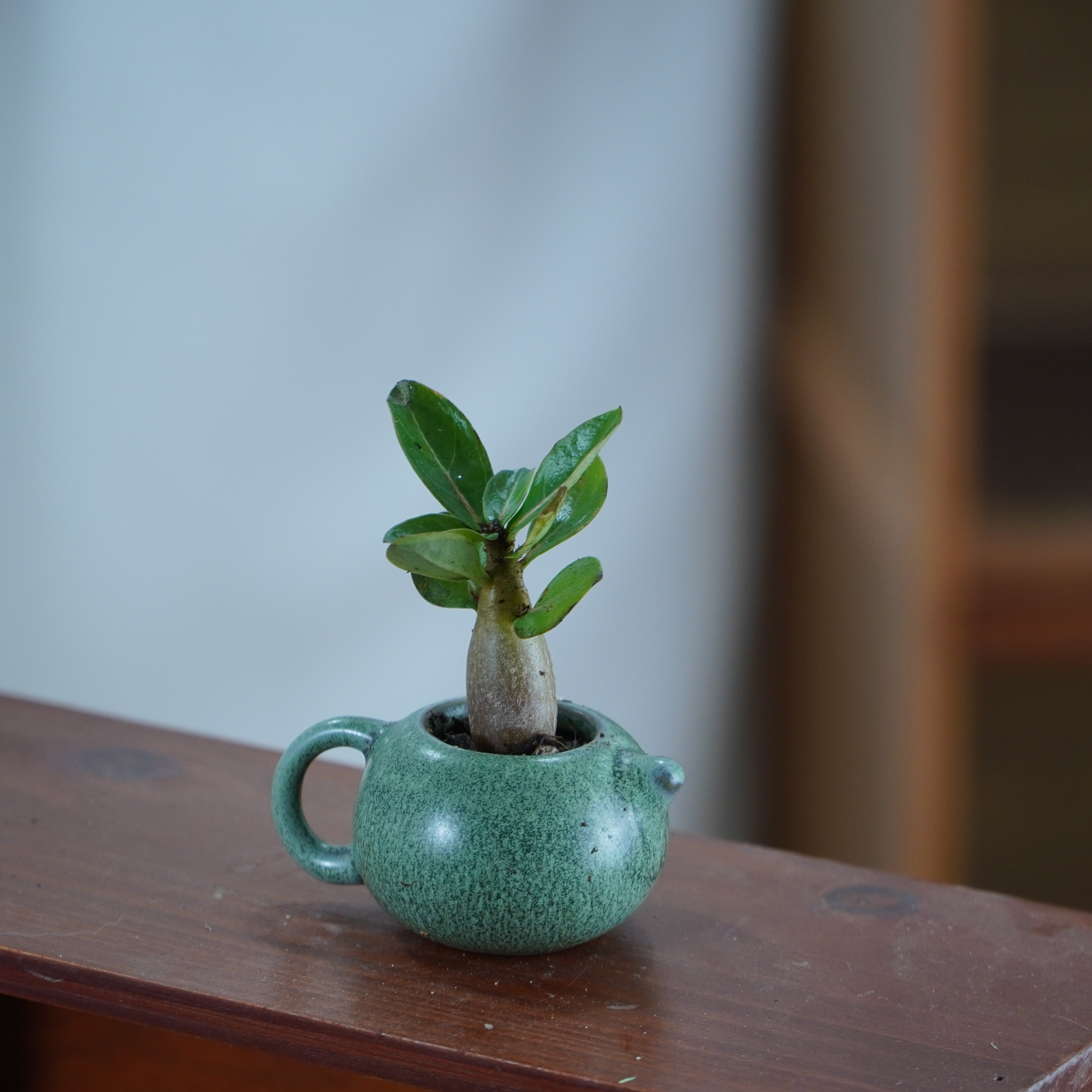 沙漠玫瑰桌面绿植盆栽