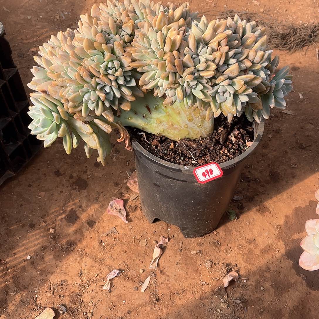 498淡雪缀 一物一拍多肉