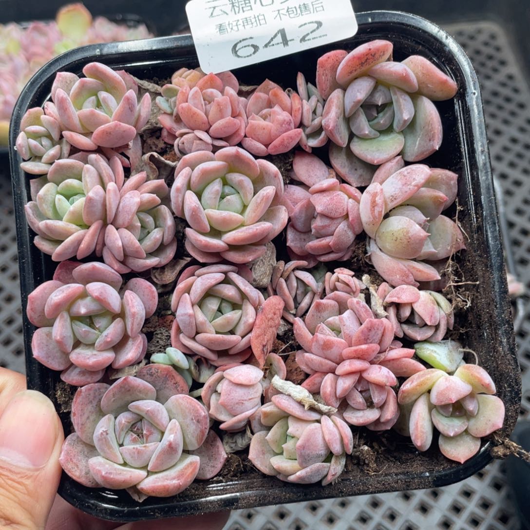 云糖心多肉植物642