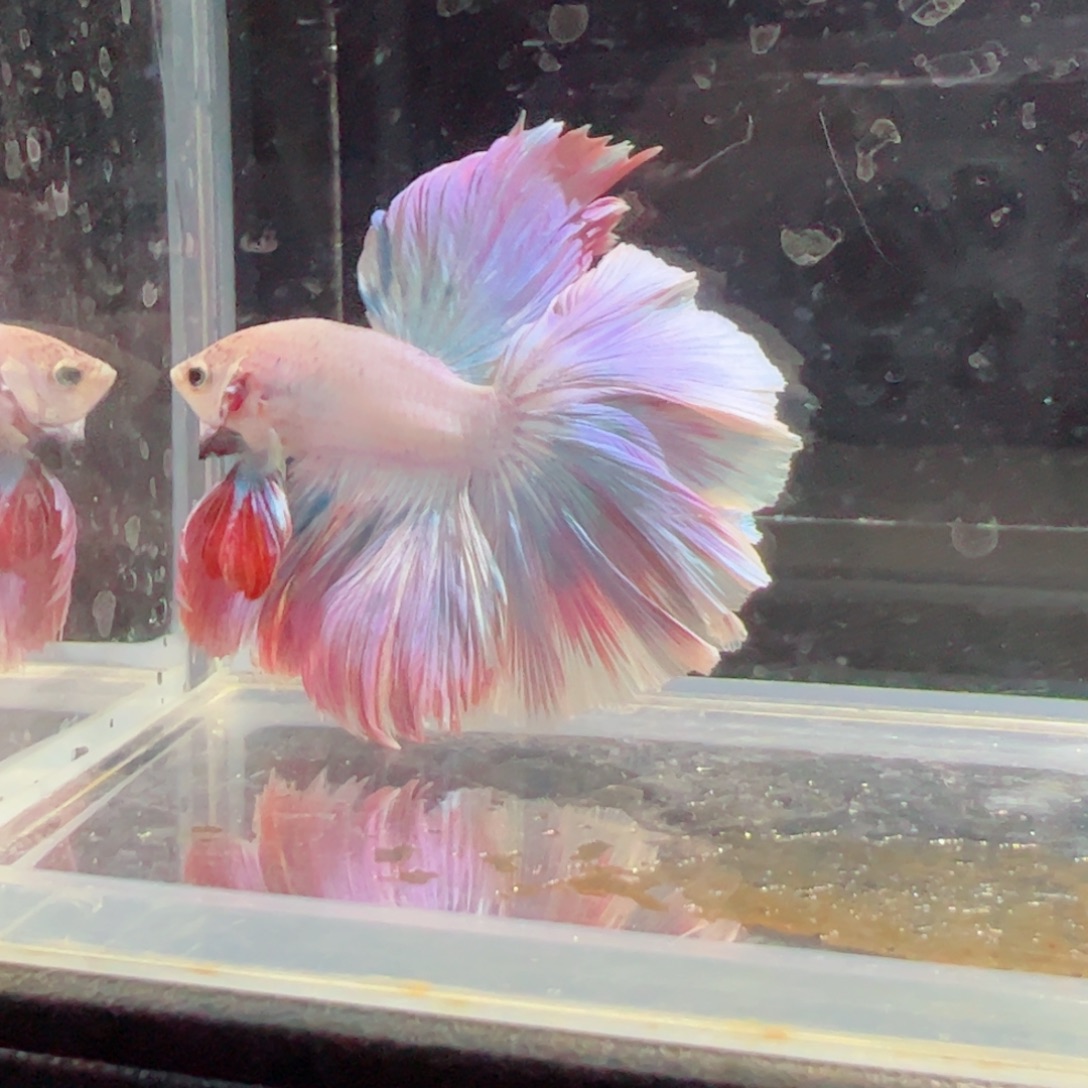 斗鱼浅色特殊尾hhhh