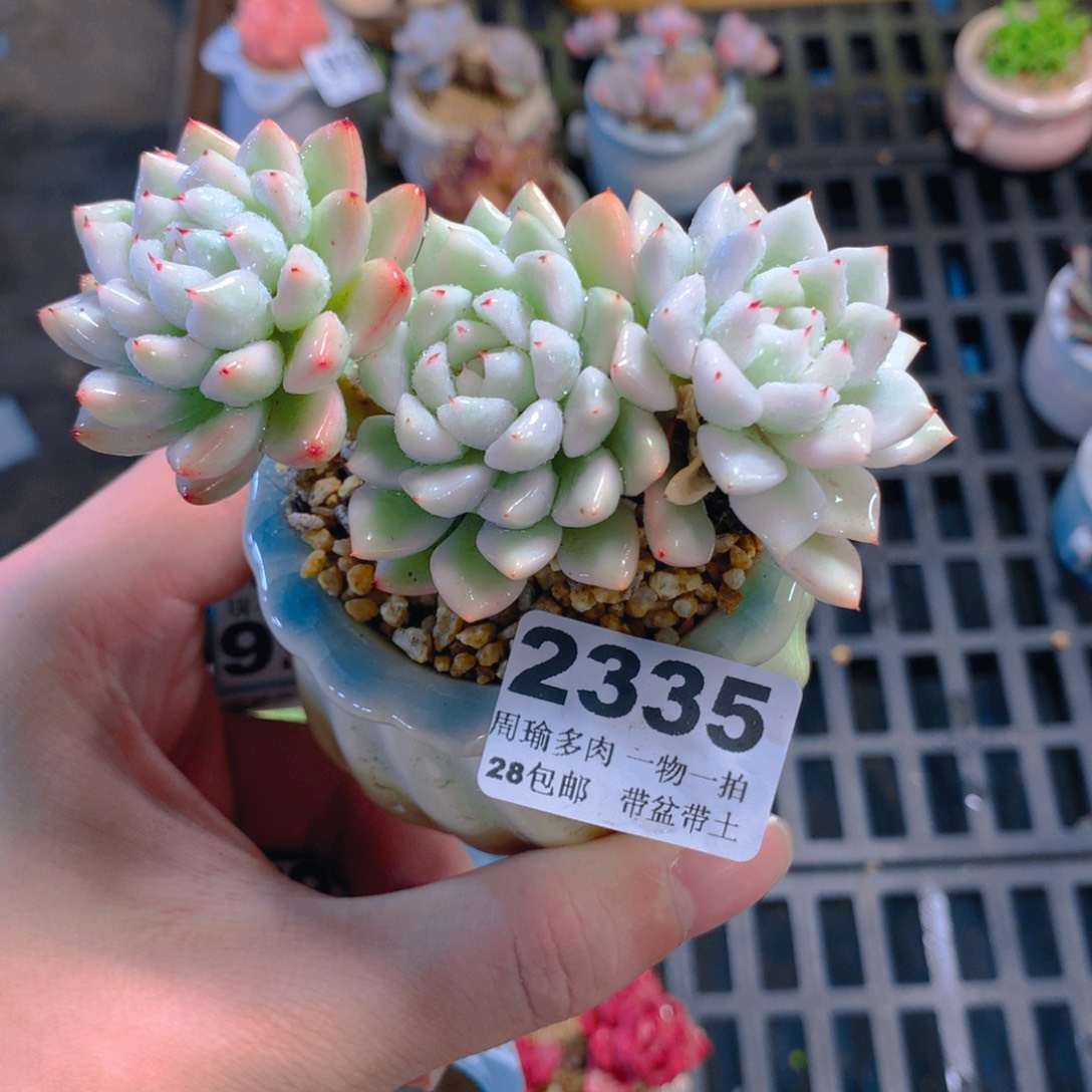 5厘米盆精控多肉2335