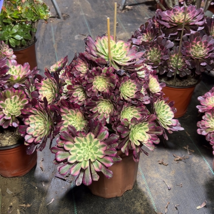 53红铜壶白多肉多肉