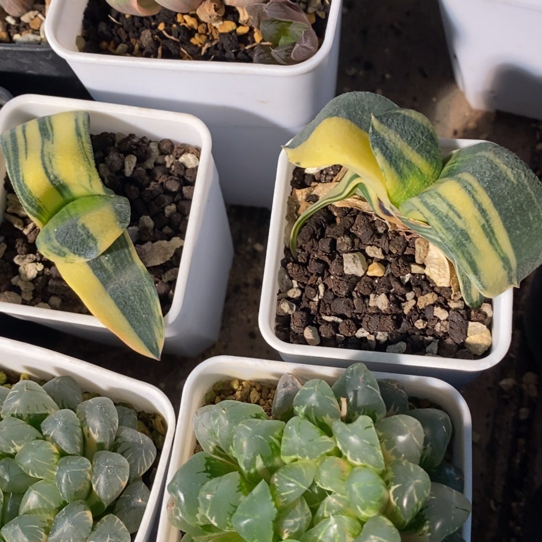 一颗卧牛锦 两颗一起400 开播福利