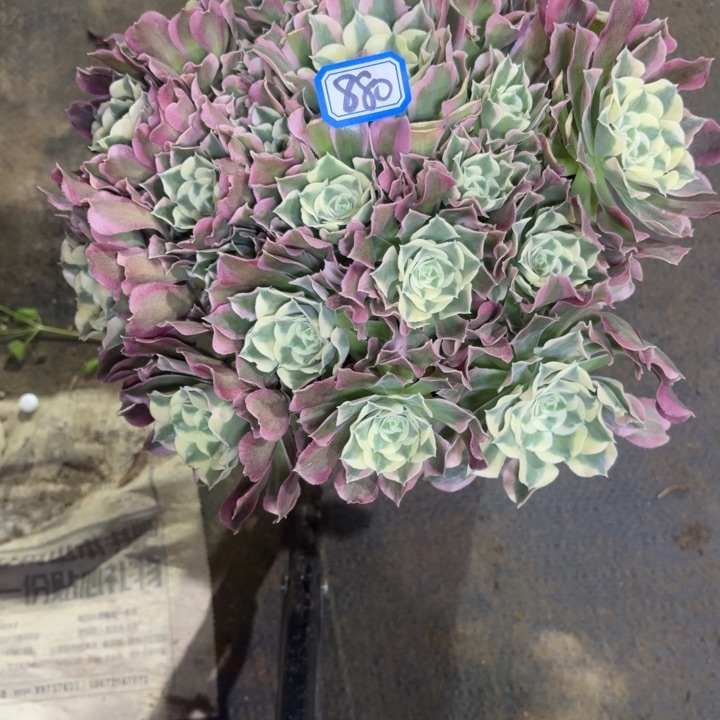 一物一拍多肉雨花石880