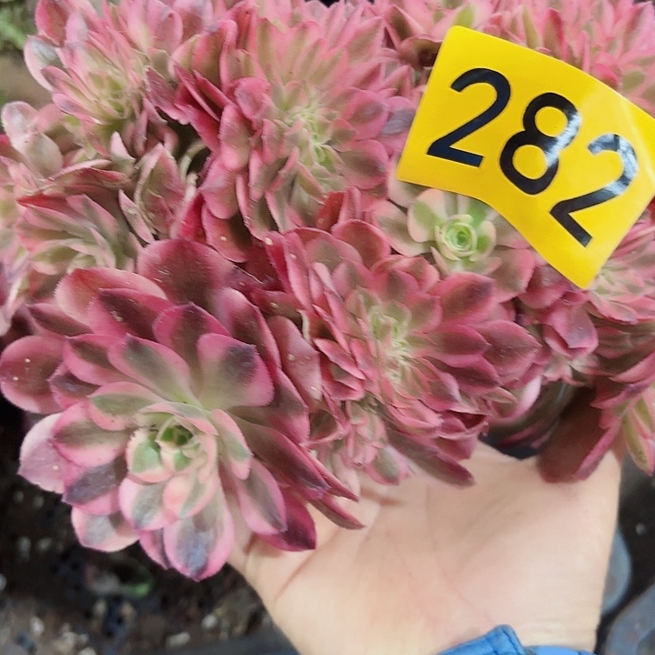 多肉植物福利282