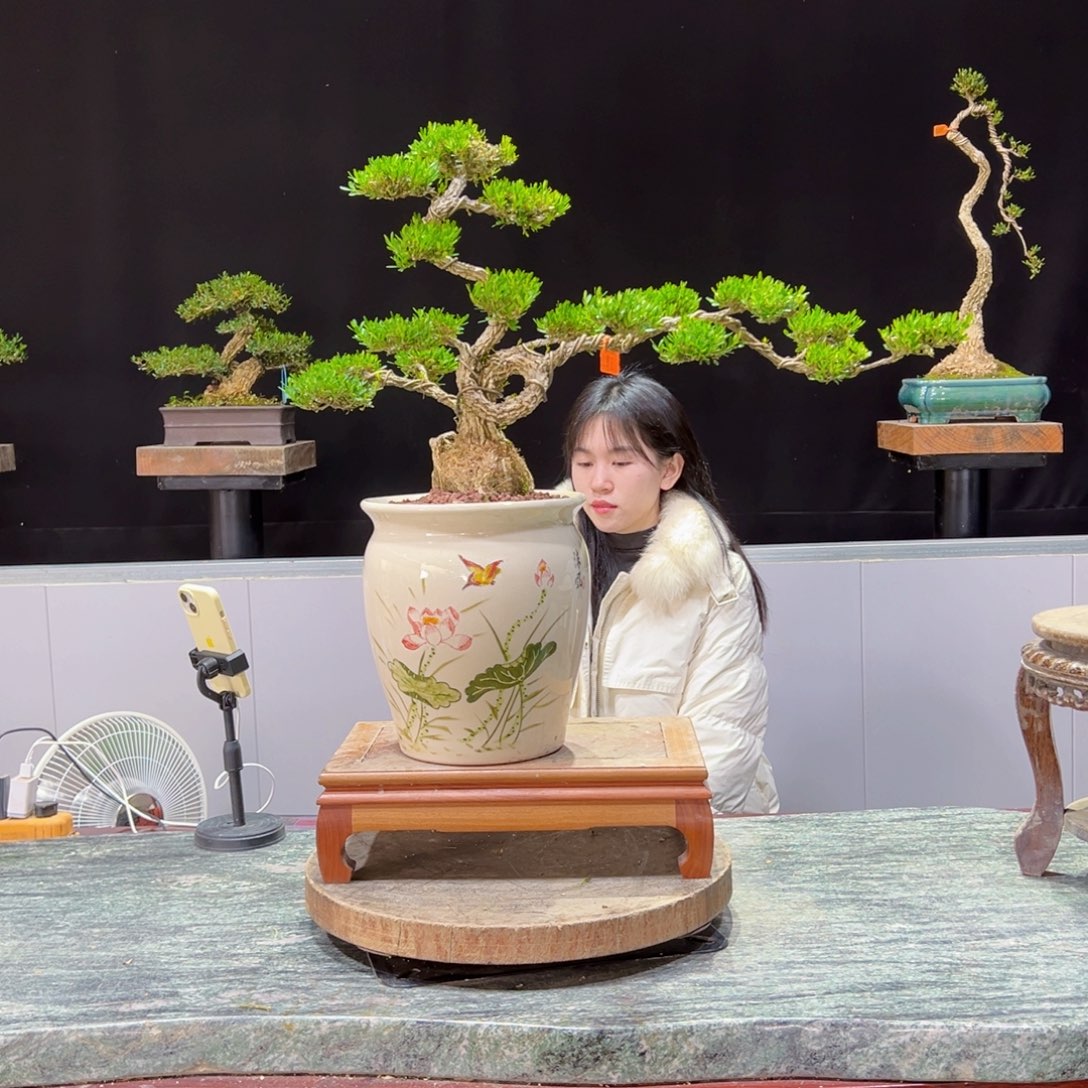 绿植黄杨盆景盆景