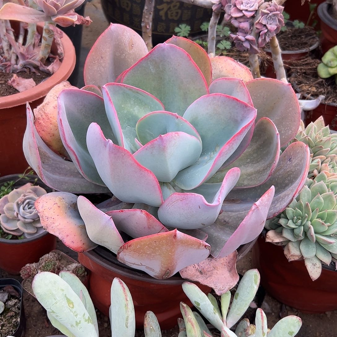 多肉植物多肉植物