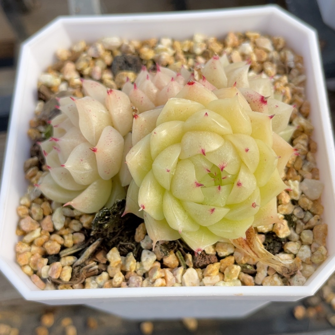 S优选麦杆多肉福利1987