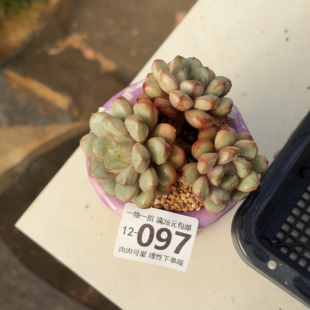 葡萄无盆土发货无盆土发货无