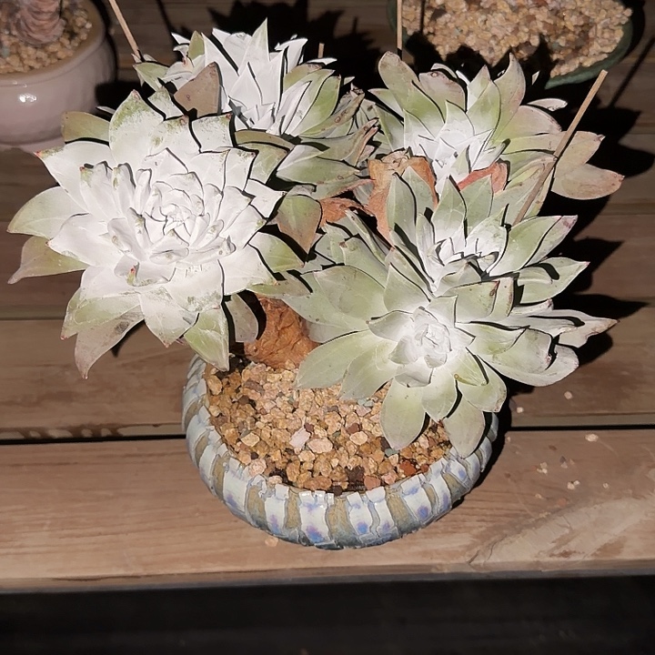 阳***肉墨西哥大圆叶杂三代