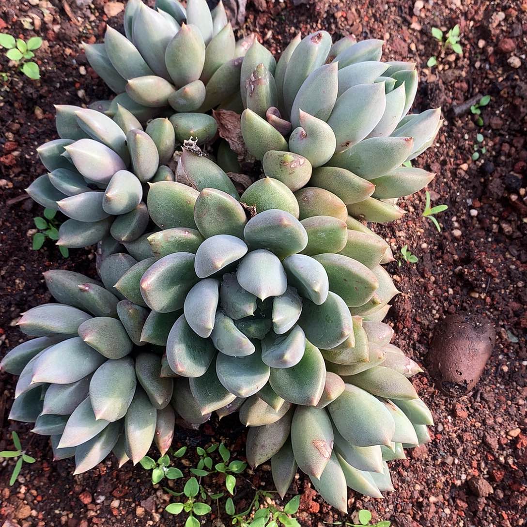 红象牙多肉一物一拍