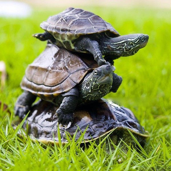 宠物活体通用 线上成交【定金链接】以直播间讲解品种为准