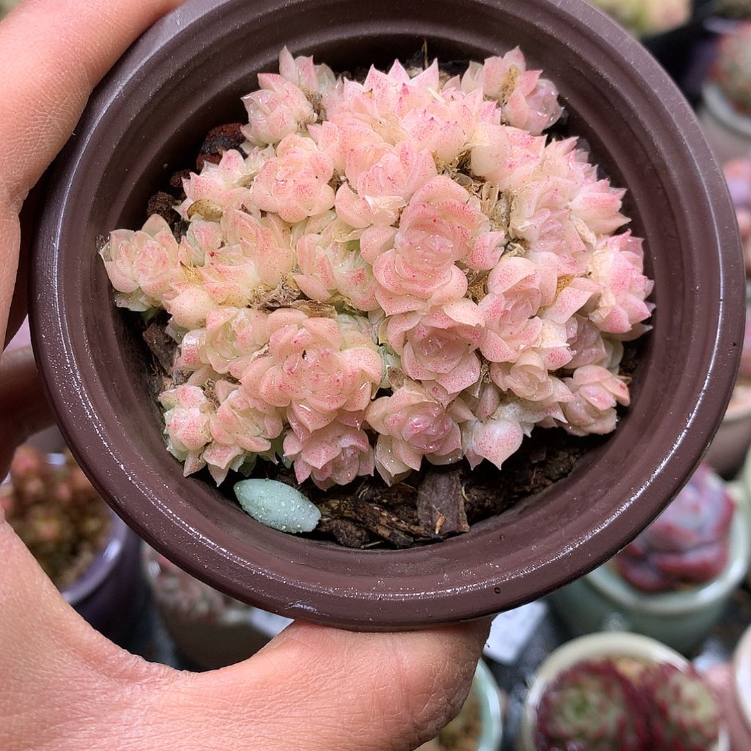 精控拇指盆12.3858