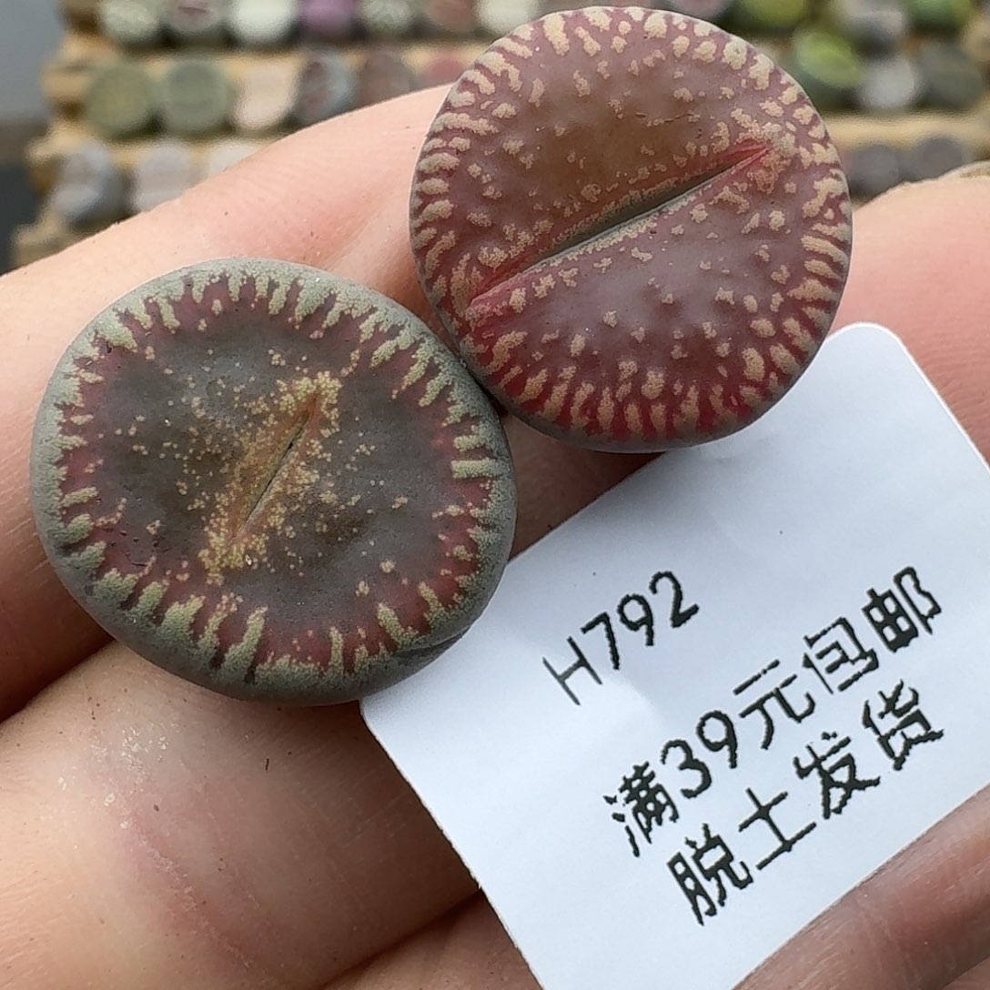 792多肉哈哈哈哈哈哈